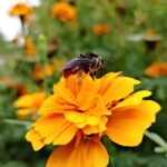 meliponary tour in costa rica, abejas sin aguijon